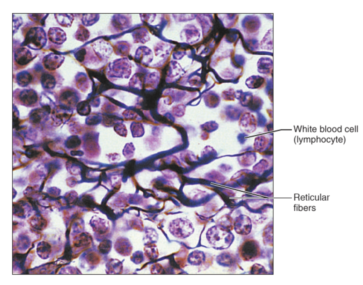 <p>What tissue is this?</p>