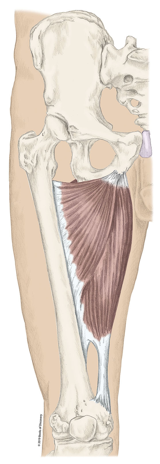 <p>adductor magnus origin</p>