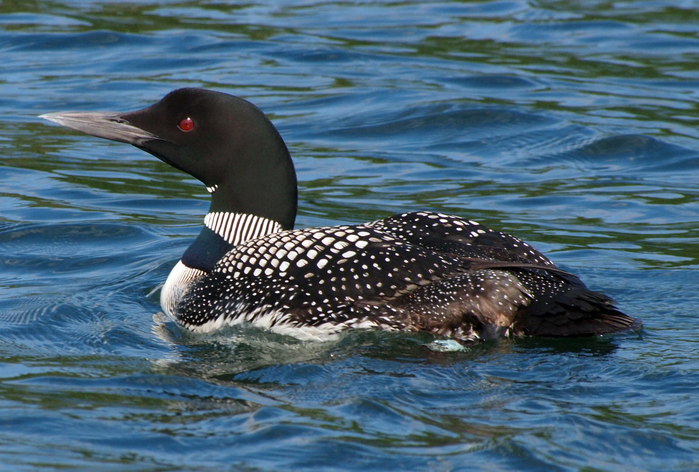 <p>Common Loon</p>