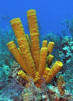 <p>What phylum, and class is this?</p>