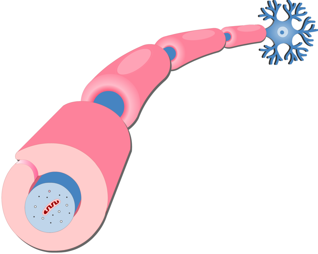 <p>Surround all peripheral nerve fibers and form myelin sheaths in thicker nerve fibers</p><ul><li><p>Similar function as oligodendrocytes</p></li></ul><p>Vital to regeneration of damaged peripheral nerve fibers</p><p></p>