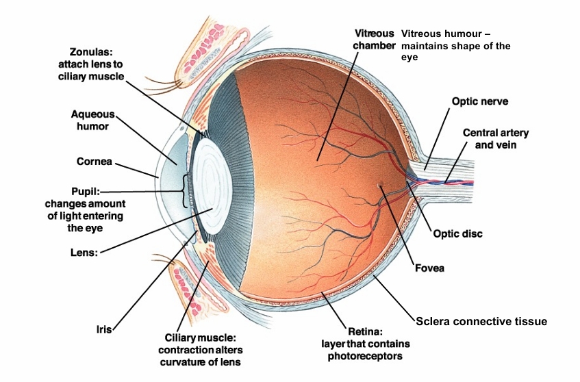 <p>Cornea - curved surface in front of eye - role in refracting light and protective layer - fixed</p><p>Aqueous humor - fluid that provides nutrients to eye</p><p>Pupil - can open or close to let light in </p><p>Iris - can open or close to change pupil size</p><p>Lens - adjusts size to focus light and refract at diff levels </p><p>retina - the photoreceptors sense light and colour </p><p>sclera - protective tissue and maintains eye structure </p>