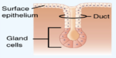 <p>- not in adults</p><p>- stage in development of simple branched glands</p>