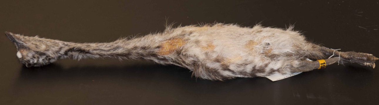<p>Paleognathae, Casuariiformes</p>