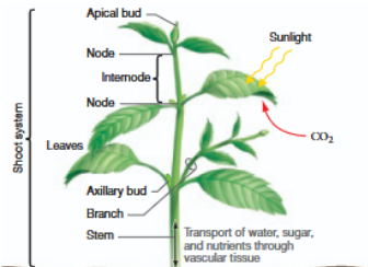 <ul><li><p><span style="background-color: transparent;">Stems: vertical aboveground structures</span></p></li><li><p><span style="background-color: transparent;">Node: point where a leaf attaches</span></p></li><li><p><span style="background-color: transparent;">Internode: segment of stem between nodes</span></p></li><li><p><span style="background-color: transparent;">Axillary (lateral) bud: found at nodes; may grow into a branch</span></p></li><li><p><span style="background-color: transparent;">Apical bud: at the tip of stem/branch; site of growth that extends stem length</span></p></li><li><p><span style="background-color: transparent;">Branch: lateral extension of the shoot from an axillary bud</span></p></li></ul><p></p>