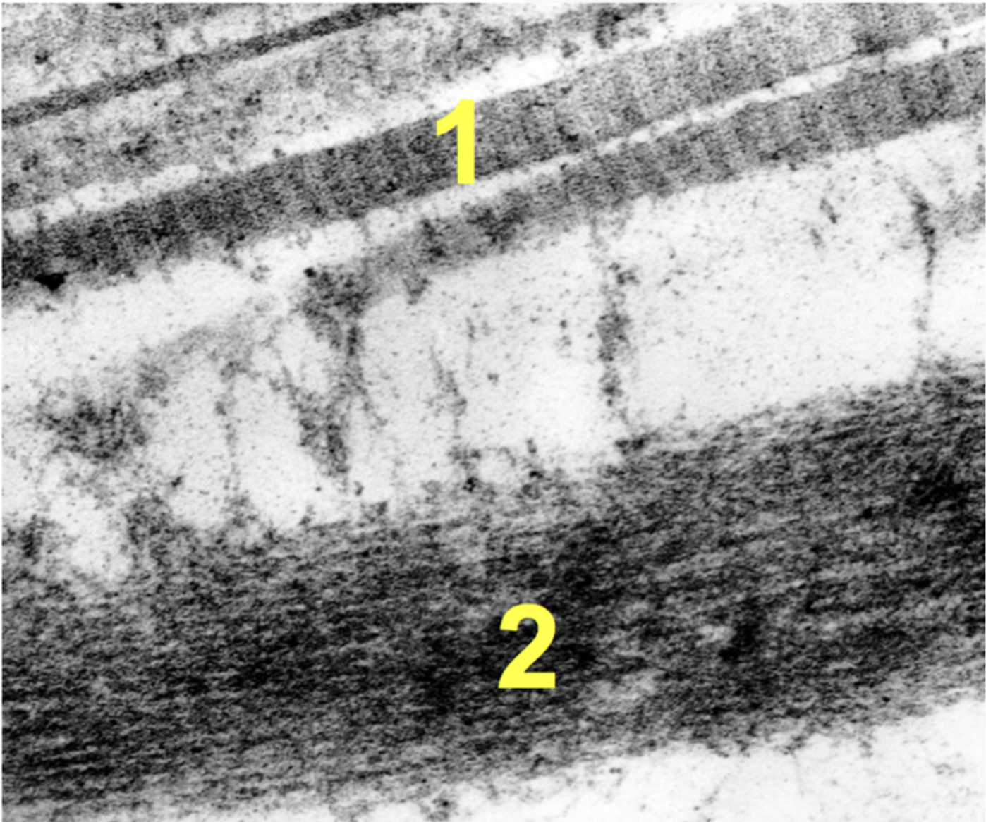<p>What are 1 and 2?</p>