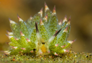 <p>Think of a kleptomaniac, stealing stuff. They steal things like chlorophyll and use it. Flatworms btw </p>