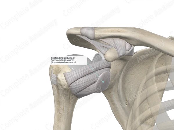 <p>Located between subscapularis and fibrous joint capsule</p><p>Formed by synovial membrane protruding from fibrous joint capsule</p><p>Communicates with articular cavity</p><p>Reduces friction between tendon+joint capsule</p>
