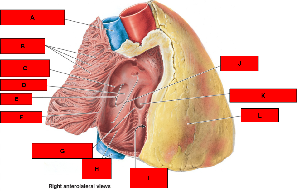 <p>What is indicated by H?</p>
