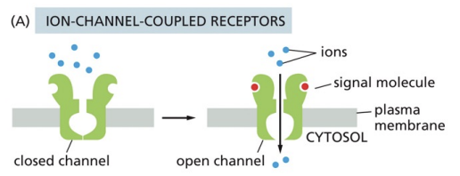 <p>closed channel and then when signal molecules bind, channel opens and ions can enter cytosol</p>