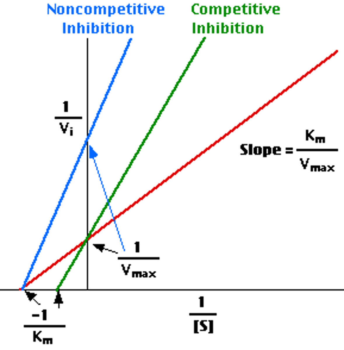 <p>Km stays the same</p><p>V max Decreases</p>