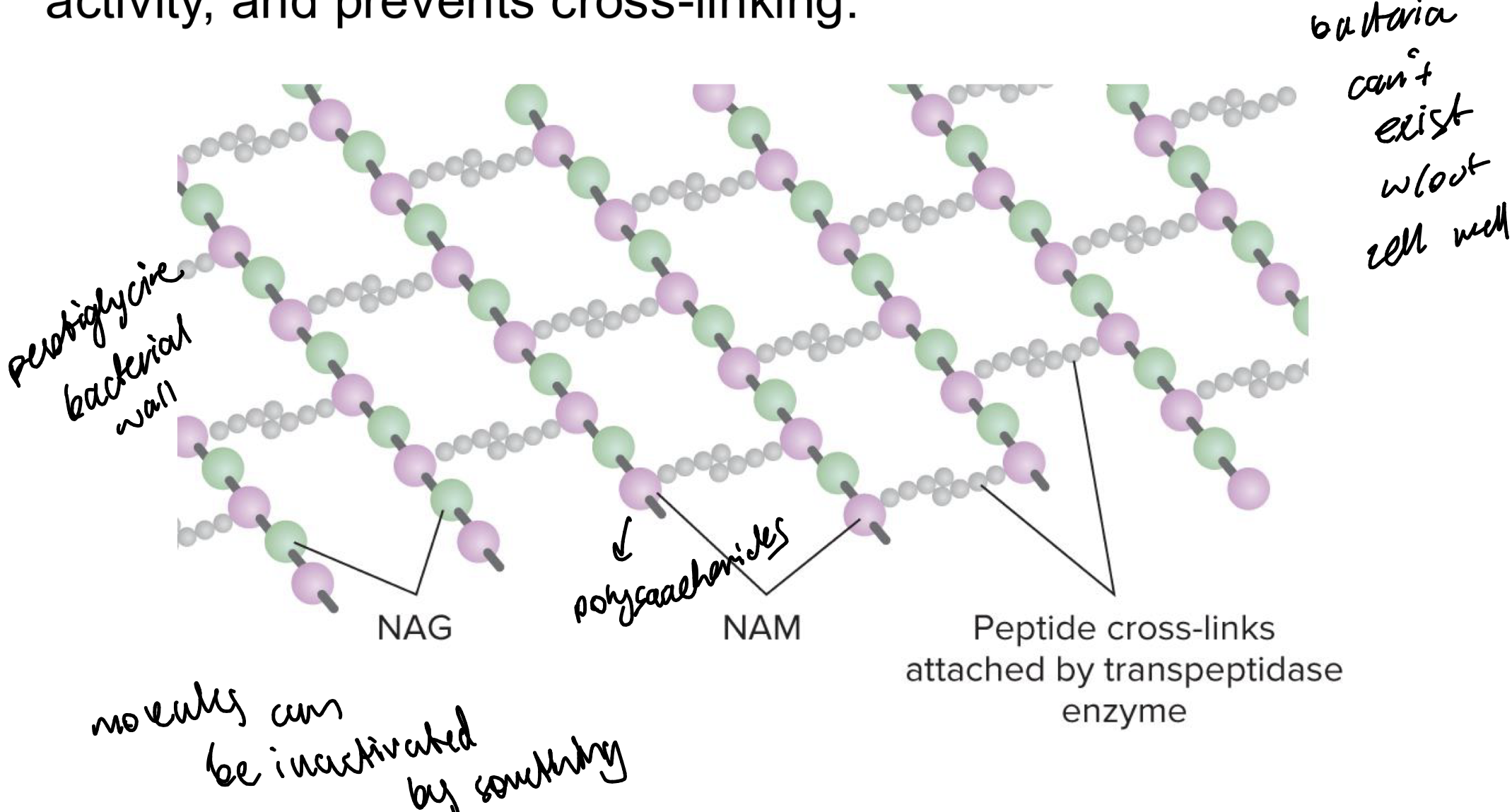 <p>penicillin binds to transpeptidates, inhibits its enzymatic activity and prevents cross linking to make the cell wall</p>