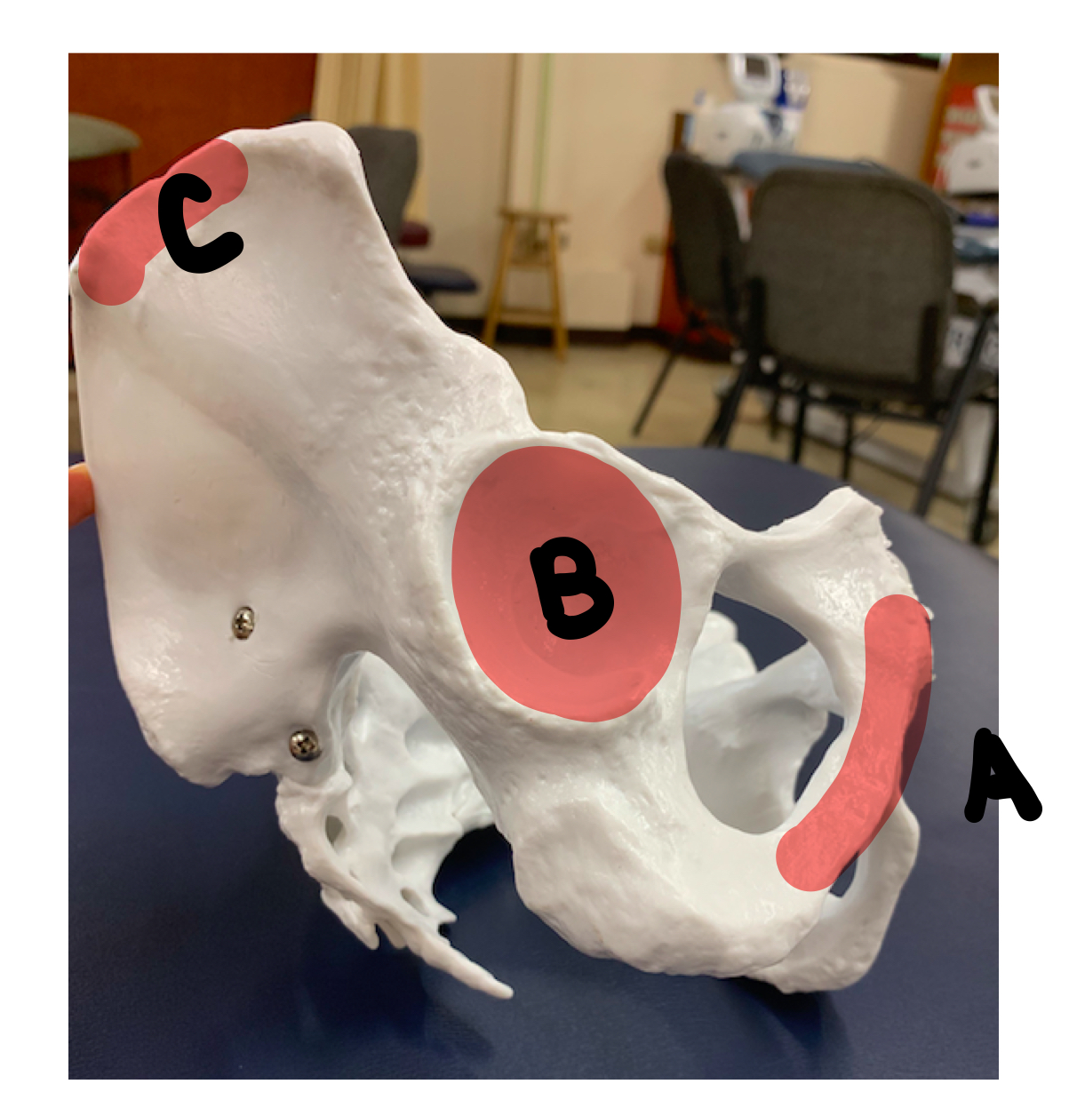 <p>C</p>