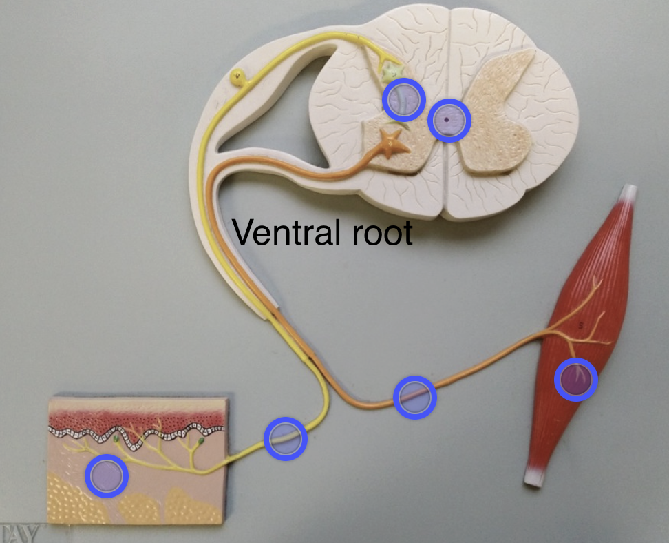 <p>Sends signals from the motor neuron to the effector</p>