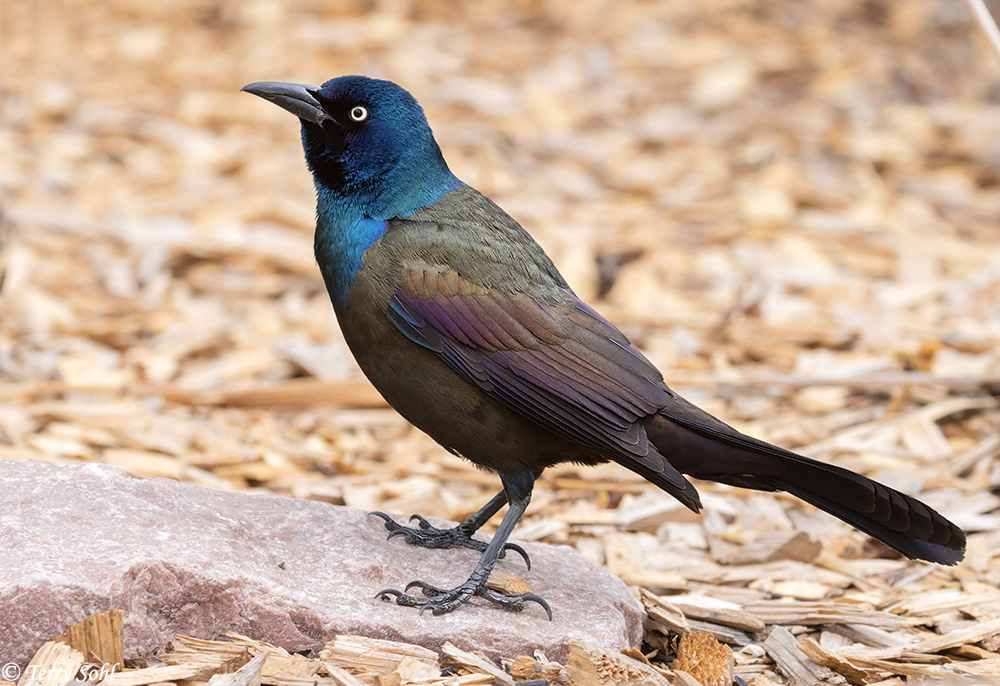 <p>Common Grackle</p>