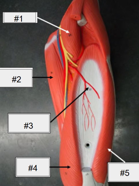 <p>What is #4? (Thigh, anterior view, superficial muscle removed)</p>