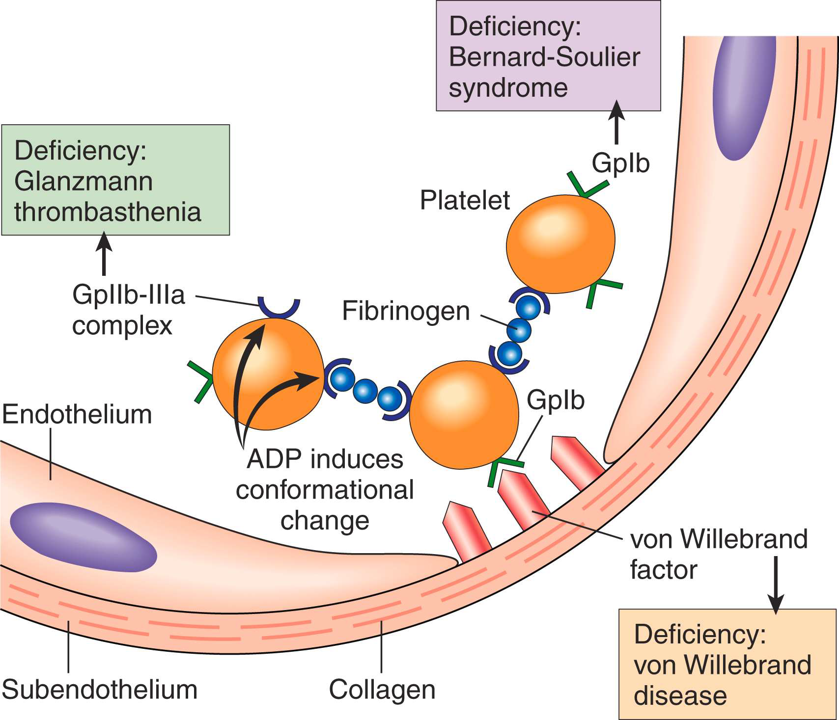 <p>GpIb</p><p>(glycoprotein Ib)</p>