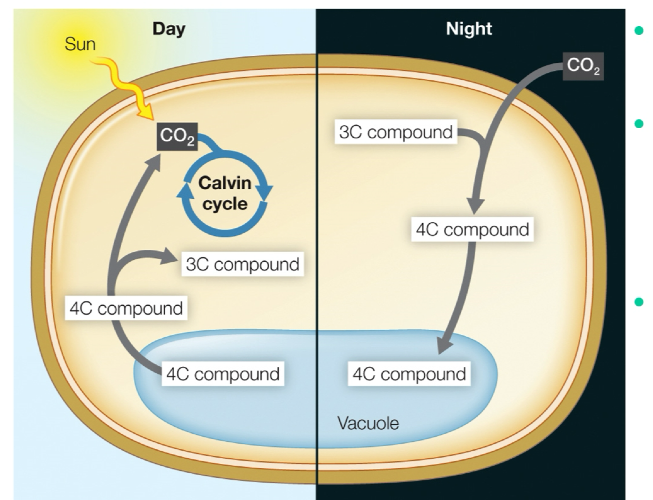 <ul><li><p>fix carbon at night </p></li><li><p>don’t have to open stromata &amp; dry out during day </p></li><li><p>can clear out O<sub>2</sub> so that it does not come in contact with rubisco </p></li></ul><p></p>