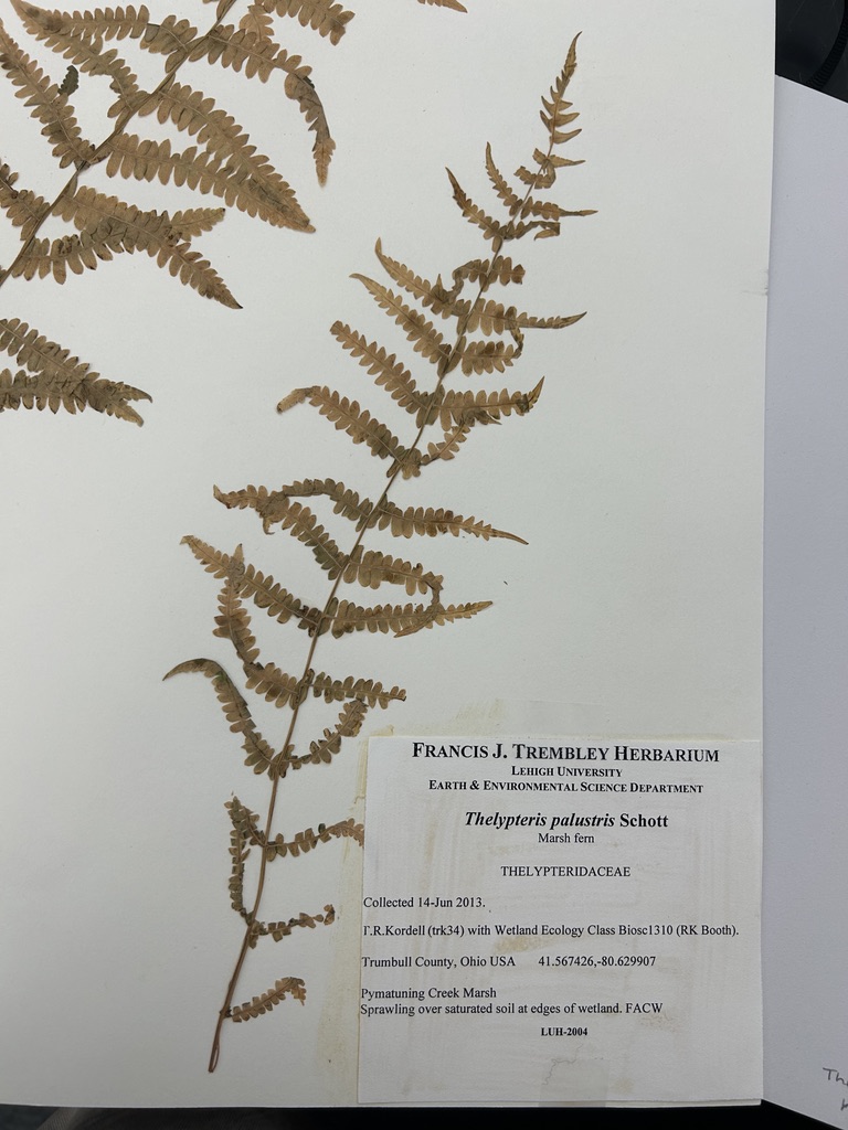 <p>Marsh fern</p>