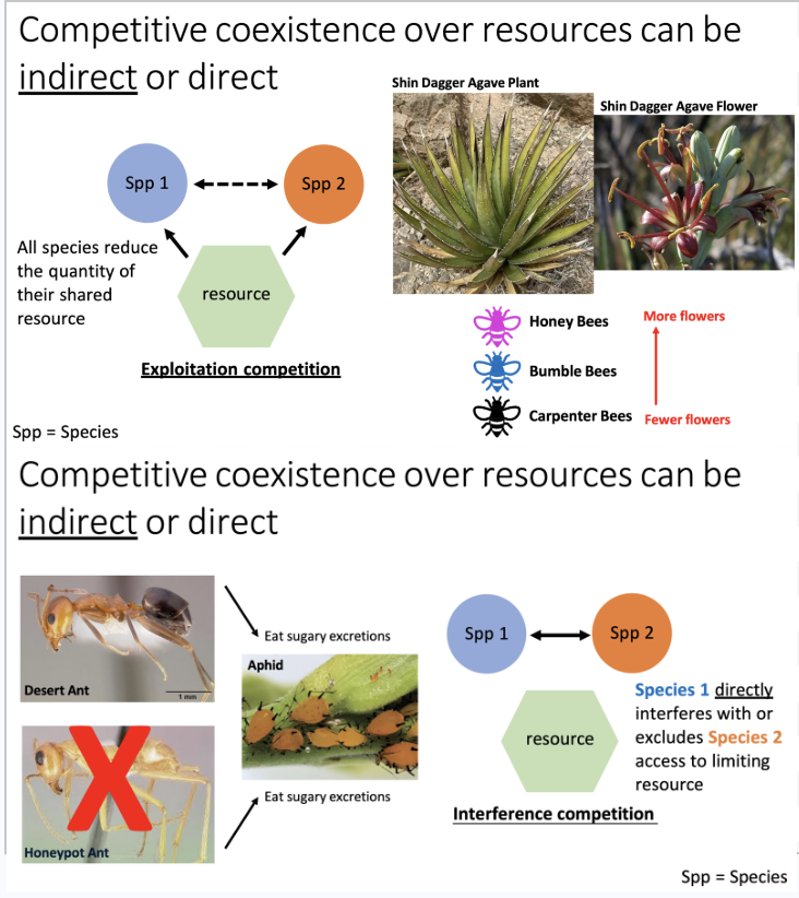 <ul><li><p><strong>INDIRECT</strong> competitive coexistence: exploitation competition</p><ul><li><p>Ex: species of insects that feed on nectar depleting flowers in a field - each species <u>REDUCES</u> the quantity of their shared resource </p><ul><li><p>“<span>Carpenter forage at fewest flowers. They are not directly interacting with each other for the resources but rather are collectively reducing the shared resources that they all hope to harvest. Exploitative because they aren’t directly but are still depleting.”</span></p></li></ul></li></ul></li><li><p><strong>DIRECT</strong> competitive coexistence: interference competition</p><ul><li><p>Ex: one species of ants directly excluding another from a shared limited resource (through physical or chemical interferences)</p><ul><li><p><span>“Species involved directly interfere with their access to the shared resource. Desert ant can block the entrance/exit with stones, the honeypot ant cant get to the shared resources and here that would be interference competition.”</span></p></li></ul></li></ul></li></ul><p></p>