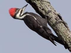 <p>Pileated woodpecker</p>
