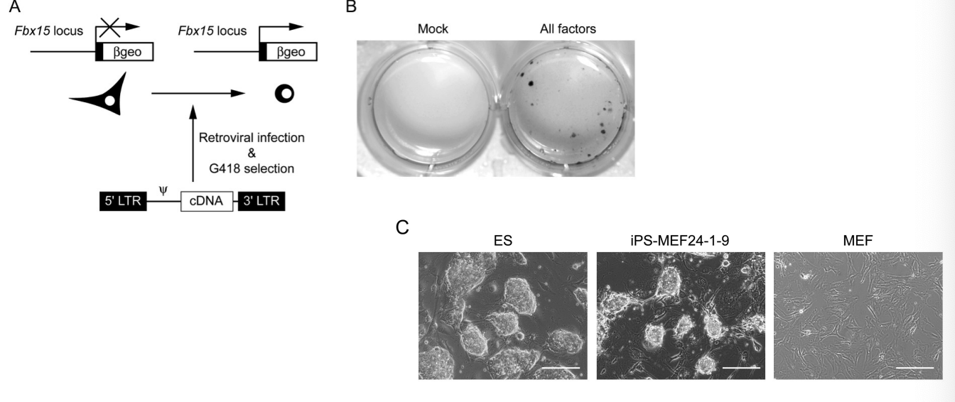 <p>using retroviral infection to introduce candidate factors into a reporter system where the Fbx15 locus drives beta-geo expression, allowing for the identification of pluripotent colonies through G418 selection</p>