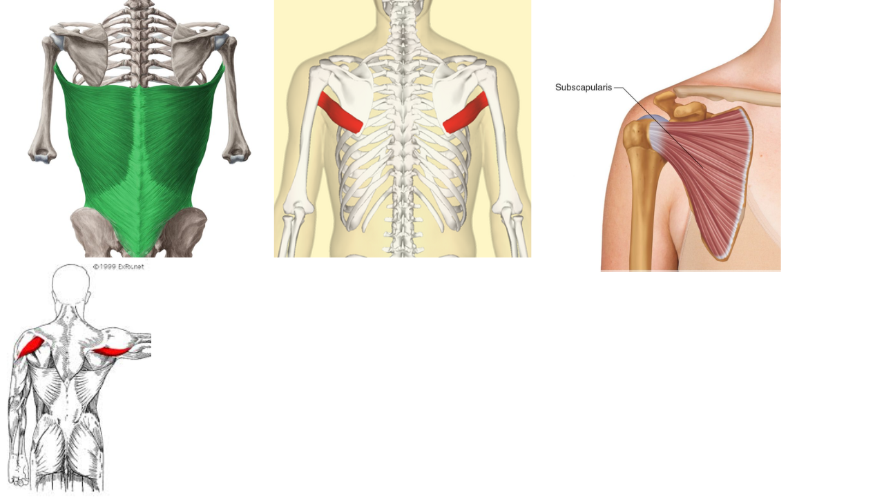 <p>Latismuss Dorsi, Teres Major, Subscapularis, Posterior Deltoid </p>