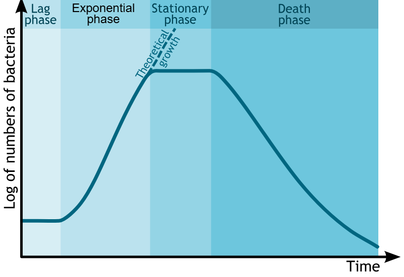 <p>lag: no cell division occurs, bacteria adapt to their environment</p><p>log: exponential growth, human disease symptoms develop</p><p>stationary: reproductive and death rates equalize</p><p>decline: accumulation of waste products and scarcity of resources</p>