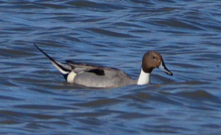 <p>Northern pintail</p>