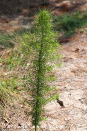 <p>Eupatorium capillifolium</p><p>native. deer will eat. good after disturbance. forb. fine feathery needle like foiliage. aromatic. tall erect growth. narrow branches.</p>