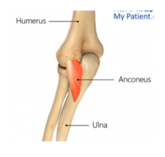 <p>Lateral surface of proximal ulna</p>