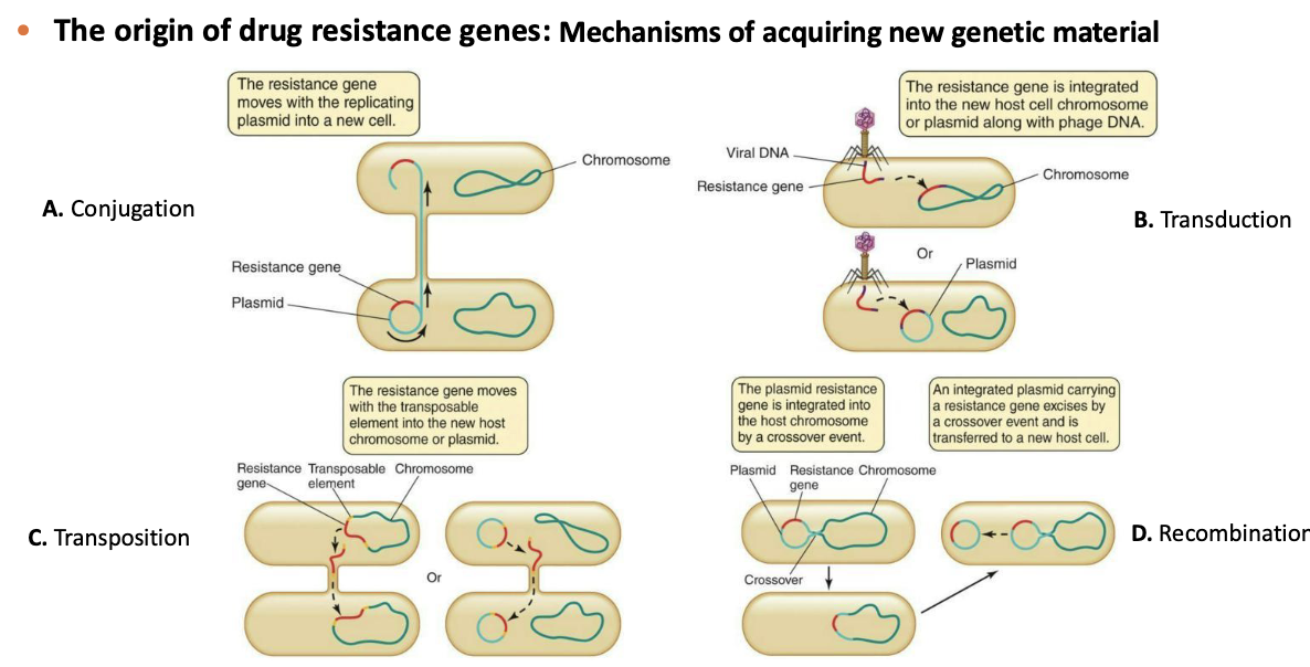 <p>A. Conjugation</p><p>B. Transduction</p><p>C. Transposition</p><p>D. Recombination</p>