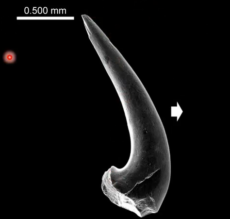 <p>cone-like, simplest</p>