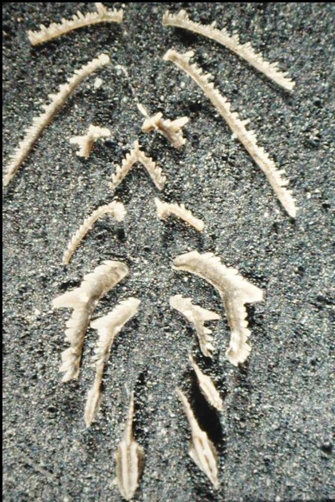 <p>bilaterally symmetrical</p>