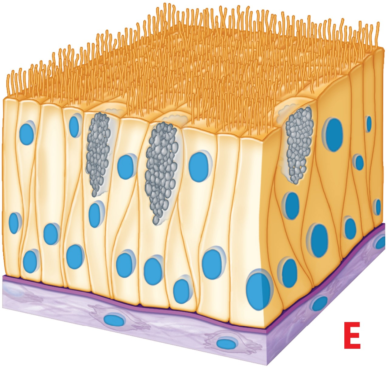 <p><span>What is the function of the tissue in this image?</span></p>