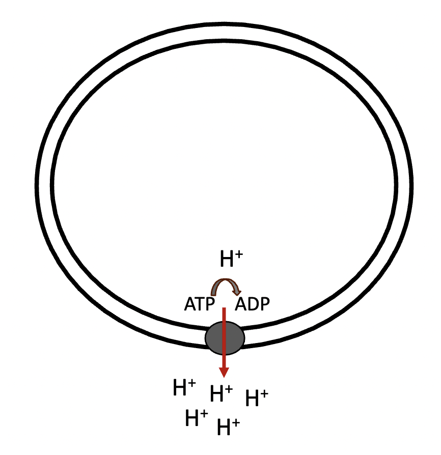 <p>an example of primary active transport is the cleaving of ATP into ADP + Pi (inorganic -) + energy. The resulting energy is used to drive hydrogen ions (H+) against their - gradient</p>