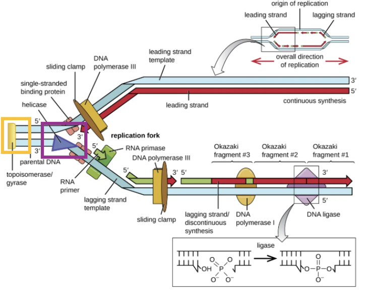 <p>explain this and explain what the yellow and purple are </p>