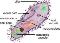 <p>Microscopic, hair-like projection on the surfaces of some cells and of certain organisms.</p>