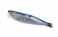 <p>pilchard</p>