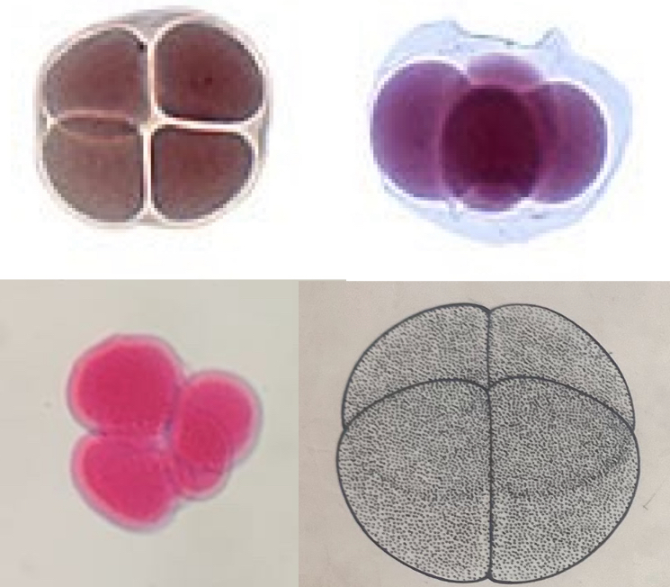 <p>Developmental stage</p>