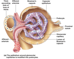 <p>podocytes - save smaller proteins</p>