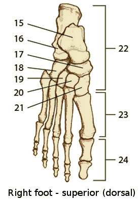 <p>Middle cuneiform</p>