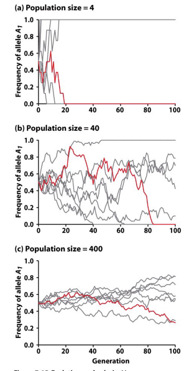 <p>How is Drift Related to population Size?</p><ul><li><p>3 patterns</p></li></ul><p></p>