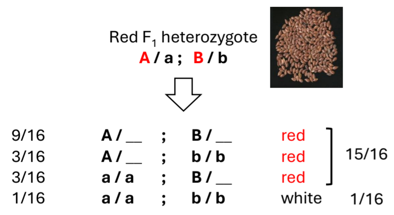 <p>15:1</p><ul><li><p>A dominant genotype at either locus deermines phenotype</p></li></ul><p></p>