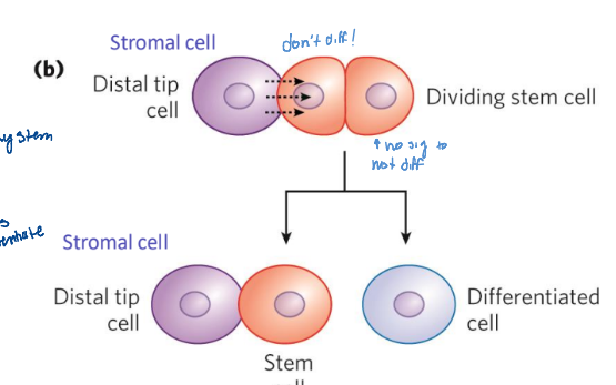 <p>microenvironment that promotes stem cell maintenance while allowing differentiation of some daughter cells</p><ul><li><p>receives signals from neighboring cells to maintain the stem cell lineage</p></li></ul><p></p>