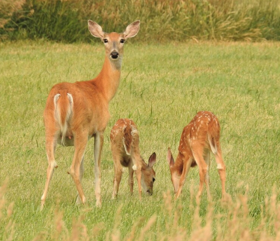 <p>Whitetail deer</p>