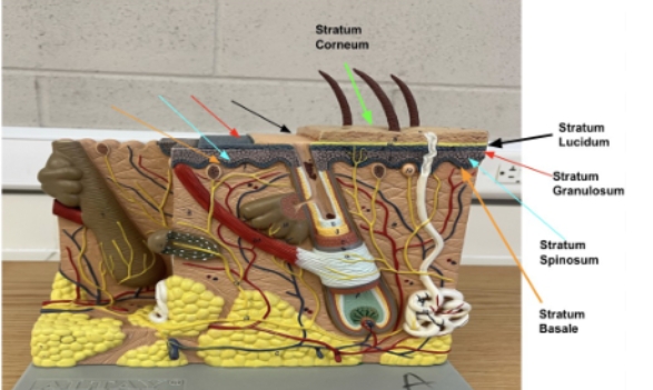 <p><span style="background-color: transparent; font-family: "Times New Roman", serif;">Stratum Lucidum, Stratum Granulosum, Stratum Spinosum, Stratum Basale, Stratum Corneum</span></p>