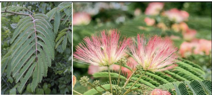 <p>Family<br>Genus<br>Species<br>Common Name</p>