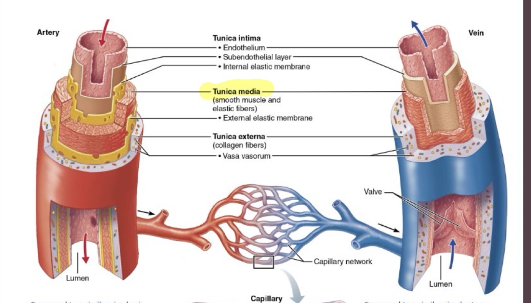 <ul><li><p>The middle layer of a vessel wall</p></li><li><p>Composition: Smooth muscle, elastic tissue, and collagen (amount varies)</p></li><li><p>Functions: Strengthens vessels to prevent rupture and facilitates vasomotion (vasoconstriction and vasodilation)</p></li></ul><p></p>