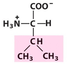 <p>non-polar/hydrophobic</p>